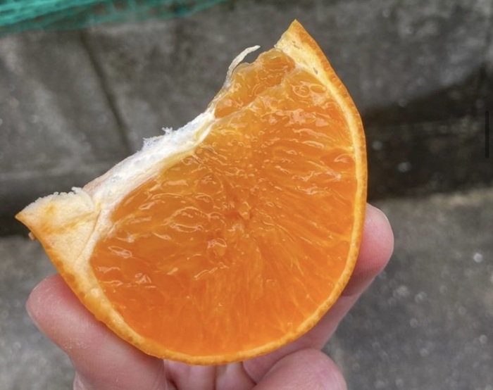 【2027年先行予約】みかん 愛媛県 せとか 3kg 優品 12～15個 レッスルファーム 【2027年1月中旬以降発送】 数量限定 おすすめ 美味しい おいしい グルメ フルーツ くだもの 愛媛県産 人気 柑橘 伊予市｜B258