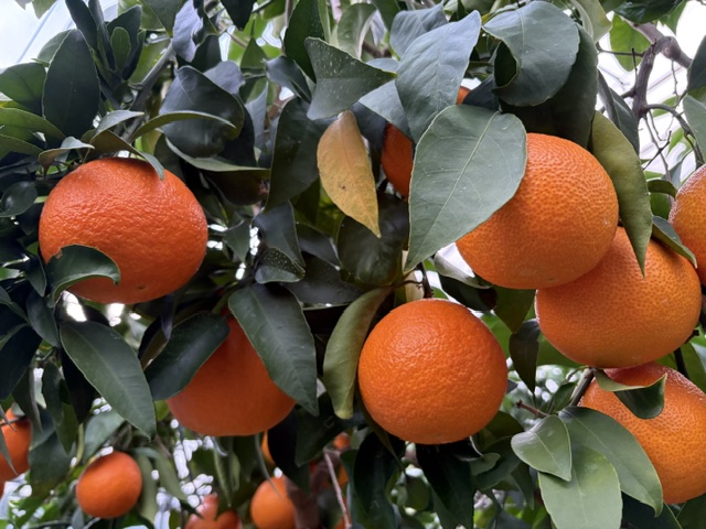 みかん 愛果28号 Lサイズ 12玉（みきゃん箱）【2026年11月下旬から順次発送予定】先行予約 紅まどんなと同一品種 愛媛 人気 柑橘 国産 フルーツ 伊豫果園 伊予市｜B527