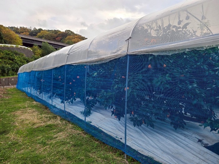 みかん 訳あり 愛果28号 紅まどんなと同一品種 3kg サイズミックス ご家庭用 【12月から順次発送予定】 愛媛 人気 数量限定 先行予約 柑橘 伊予侍ファーム 伊予市｜B457