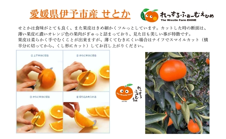 【2027年先行予約】みかん 愛媛県 せとか 3kg 優品 12～15個 レッスルファーム 【2027年1月中旬以降発送】 数量限定 おすすめ 美味しい おいしい グルメ フルーツ くだもの 愛媛県産 人気 柑橘 伊予市｜B258
