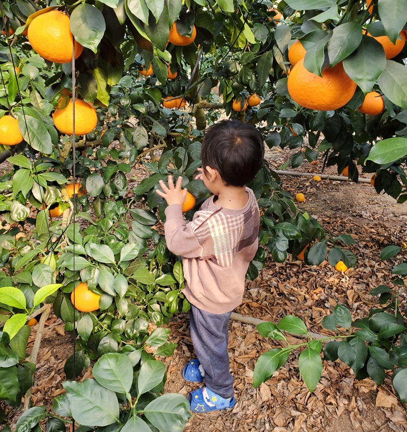 ææ28å· çŽ3.3kgÃ3ç®± ãå®¶åºçš ã¿ãã çŽ
ãŸã©ããªãšååçš® ææ© æåª ã2026幎11æäžæ¬ããé æ¬¡çºéäºå®ã å
è¡äºçŽ æ°ééå® äººæ° äŒäºåžïœD61