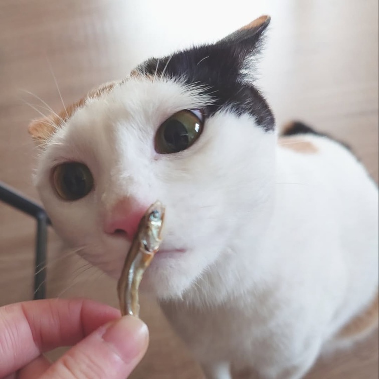 ペットフード マルトモ 減塩にぼしだいすきミニ 40g×30個セット おやつ にぼし 減塩 犬 猫 国産 国内加工 保存料 着色料 不使用 伊予市｜D87