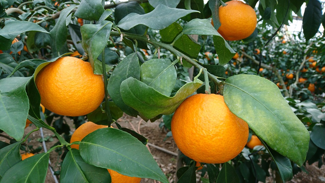 ææ28å· çŽ3.3kgÃ3ç®± ãå®¶åºçš ã¿ãã çŽ
ãŸã©ããªãšååçš® ææ© æåª ã2026幎11æäžæ¬ããé æ¬¡çºéäºå®ã å
è¡äºçŽ æ°ééå® äººæ° äŒäºåžïœD61