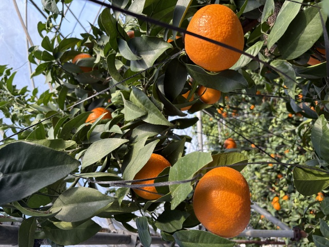 みかん 愛果28号 Lサイズ 12玉（みきゃん箱）【2026年11月下旬から順次発送予定】先行予約 紅まどんなと同一品種 愛媛 人気 柑橘 国産 フルーツ 伊豫果園 伊予市｜B527