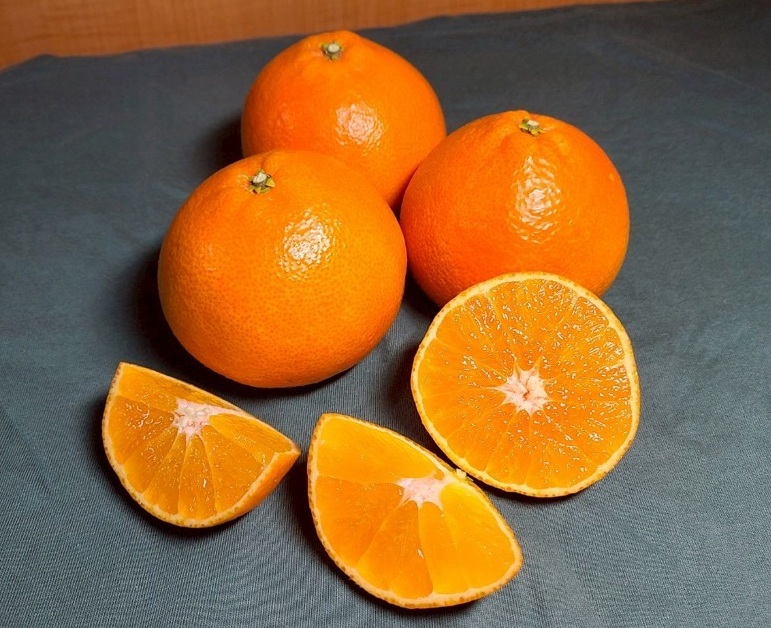 みかん 訳あり 愛果28号 紅まどんなと同一品種 3kg サイズミックス ご家庭用 【12月から順次発送予定】 愛媛 人気 数量限定 先行予約 柑橘 伊予侍ファーム 伊予市｜B457