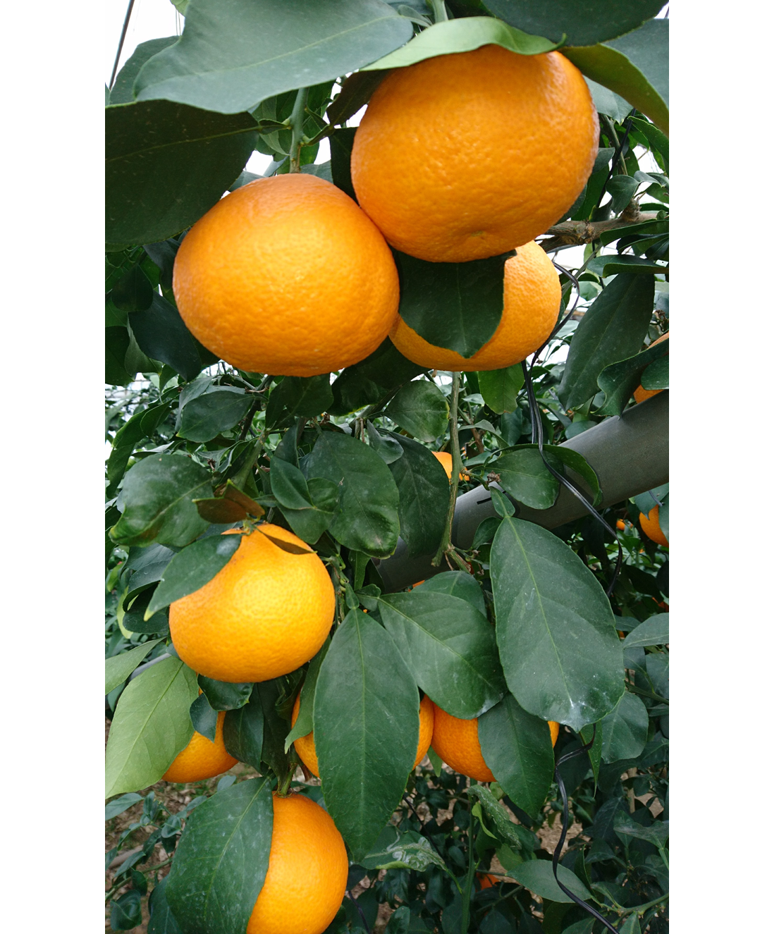 ææ28å· çŽ3.3kgÃ2ç®± ãå®¶åºçš ã¿ãã çŽ
ãŸã©ããªãšååçš® ææ© æåª ã2026幎11æäžæ¬ããé æ¬¡çºéäºå®ã å
è¡äºçŽ æ°ééå® äººæ° äŒäºåžïœC139