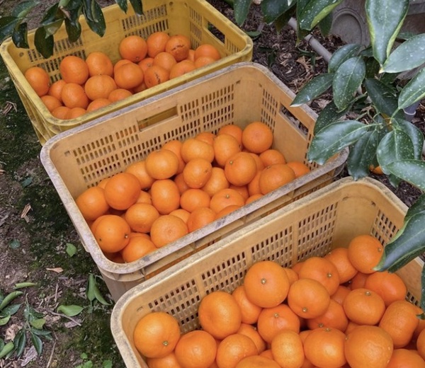 【2027年先行予約】みかん 愛媛県 せとか 3kg 優品 12～15個 レッスルファーム 【2027年1月中旬以降発送】 数量限定 おすすめ 美味しい おいしい グルメ フルーツ くだもの 愛媛県産 人気 柑橘 伊予市｜B258