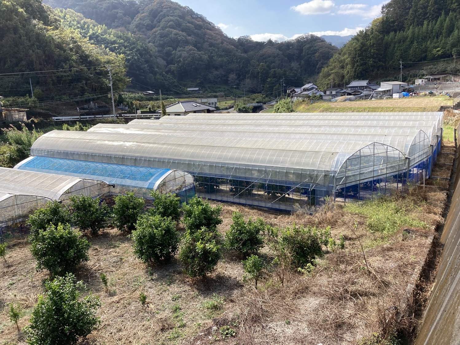 愛果28号 5kg 農園直送 先行予約 12月発送 愛媛 数量限定 愛媛県産 人気 柑橘 伊予市｜C92