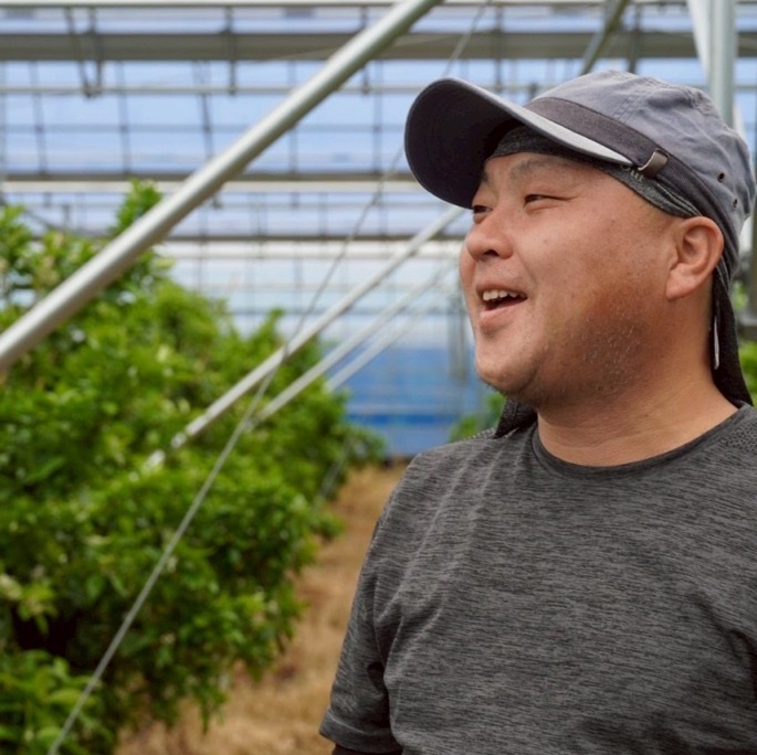 みかん 訳あり 愛果28号 紅まどんなと同一品種 3kg サイズミックス ご家庭用 【12月から順次発送予定】 愛媛 人気 数量限定 先行予約 柑橘 伊予侍ファーム 伊予市｜B457