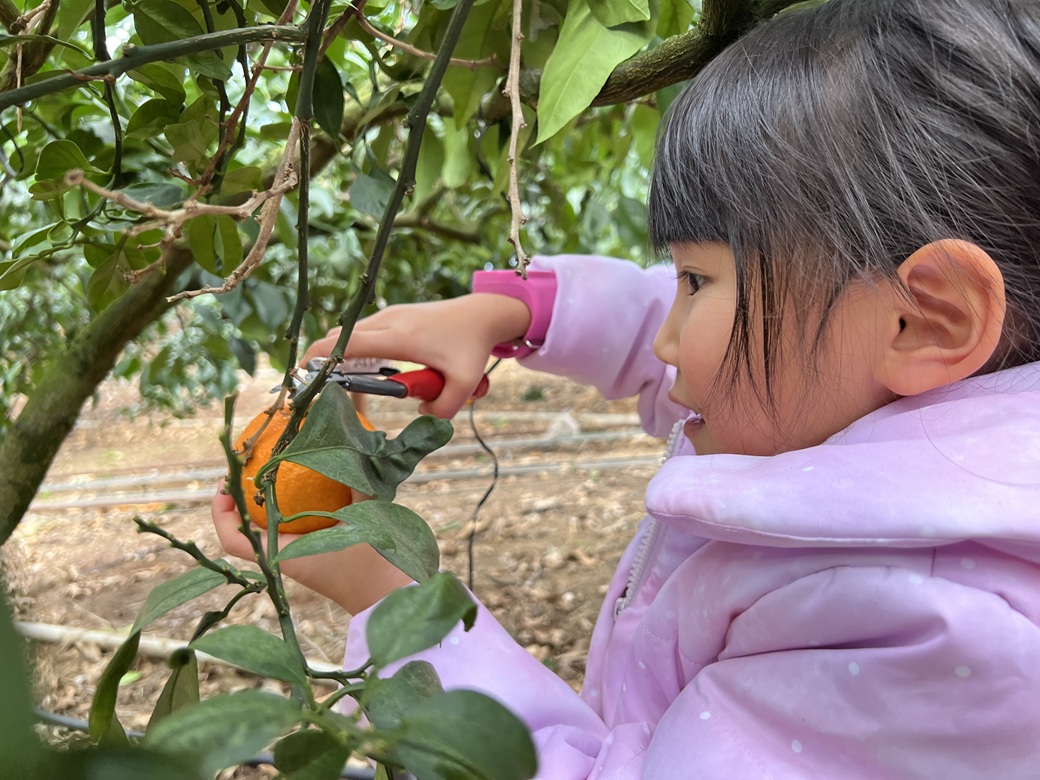 愛果28号 約3.3kg×2箱 ご家庭用 みかん 紅まどんなと同品種 柑橘 愛媛 【2026年11月下旬から順次発送予定】 先行予約 数量限定 人気 伊予市｜C139