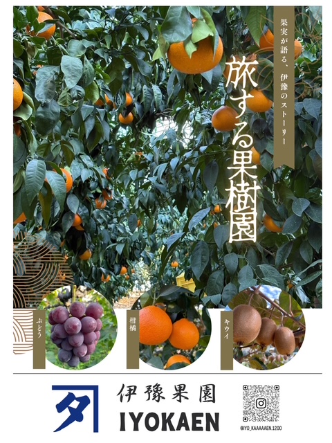 みかん 愛果28号 Lサイズ 12玉（みきゃん箱）【2026年11月下旬から順次発送予定】先行予約 紅まどんなと同一品種 愛媛 人気 柑橘 国産 フルーツ 伊豫果園 伊予市｜B527