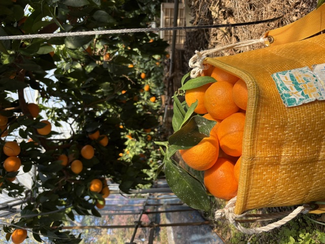 みかん 愛果28号 Lサイズ 12玉（みきゃん箱）【2026年11月下旬から順次発送予定】先行予約 紅まどんなと同一品種 愛媛 人気 柑橘 国産 フルーツ 伊豫果園 伊予市｜B527