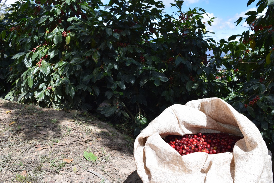 ã³ãŒããŒ ç² 200g çç² é£²æ ãã³ãžã¥ã©ã¹ç£ æµ
ç
ã çç
ç¡èŸ²è¬ ãã£ãªãã·ãªããã®ã³ãŒã㌠ã«ãã©ããã£ã³ãŒããŒçç
æ éŠã ã³ã¯ ãã¬ãŒã³ã ã®ãã æåª äŒäºåžïœB431-a