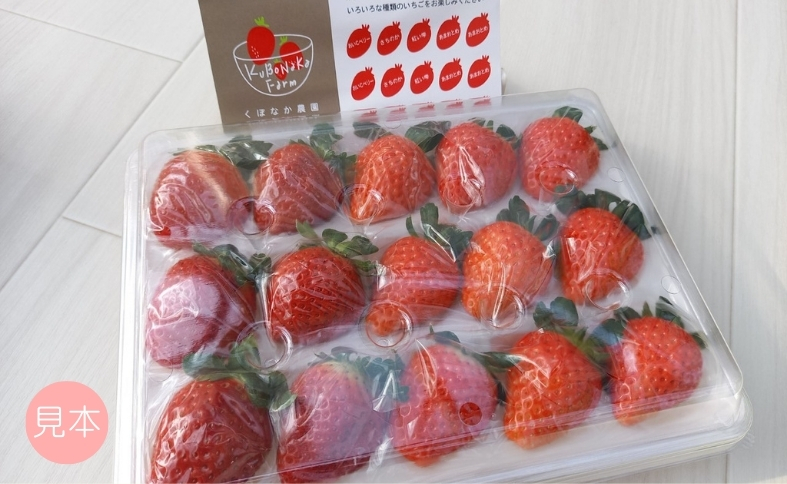 いちご 高級 ぜいたく いちご狩り気分 ランダム 4品種食べ比べセット あまおとめ 紅い雫 さちのか おいCベリー スターナイト かおり野 みくのか 数量限定 農園直送 ギフト 愛媛 人気 伊予市 くぼなか農園｜B15