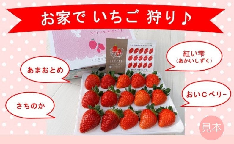 いちご 高級 ぜいたく いちご狩り気分 ランダム 4品種食べ比べセット あまおとめ 紅い雫 さちのか おいCベリー スターナイト かおり野 みくのか 数量限定 農園直送 ギフト 愛媛 人気 伊予市 くぼなか農園｜B15