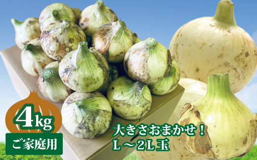 新玉ねぎ 約4kg 4月発送 春の味わい 愛媛 伊予市｜B237