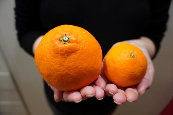 訳あり 愛果28号 5kg サイズミックス 【2026年12月中旬から順次発送予定】 紅まどんなと同一品種 みかん 愛媛 数量限定 先行予約 柑橘 伊予市｜B220