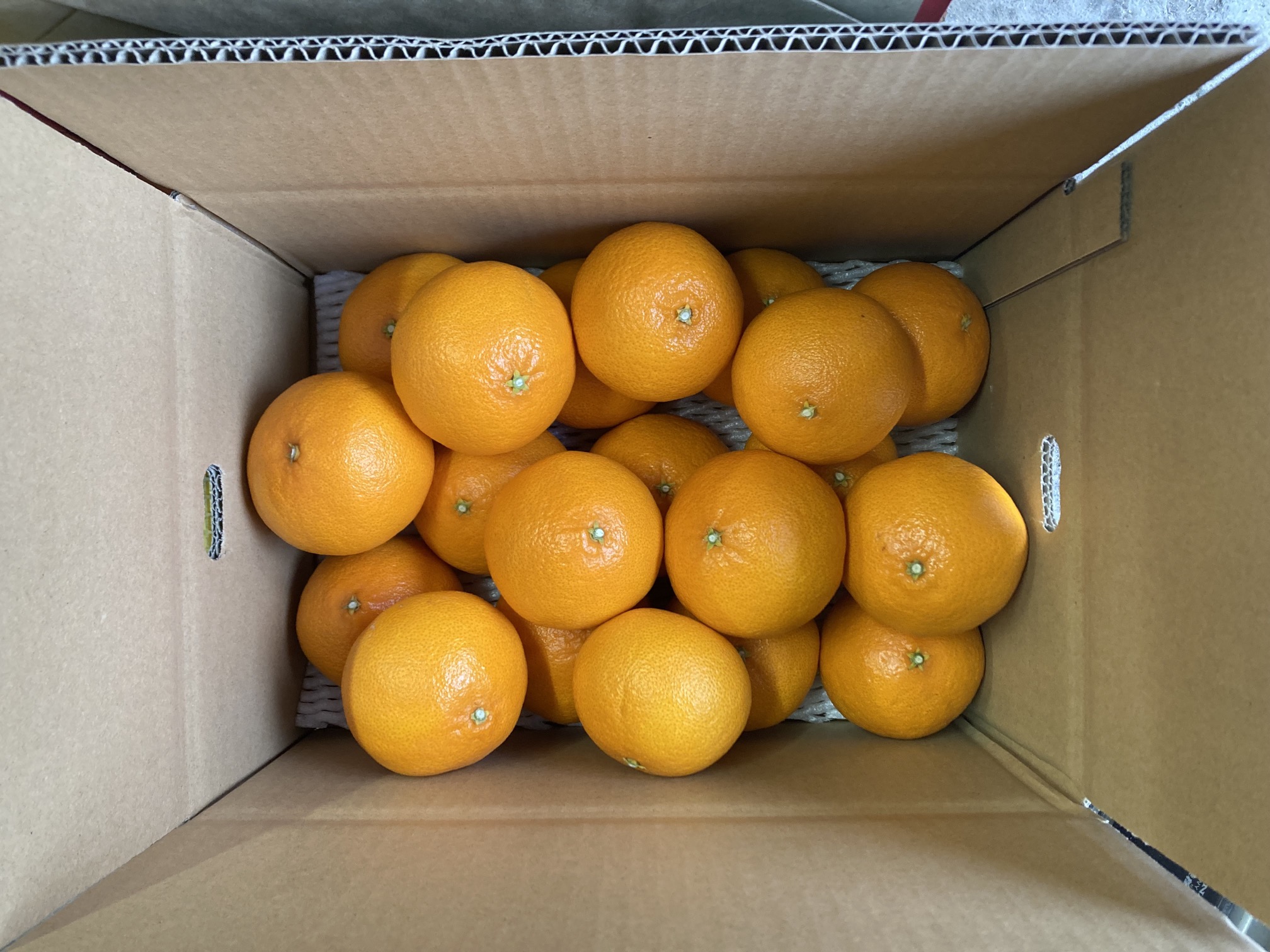 ã2026幎3æçºéäºå®ãææ48å· 5kg çŽ
ããªã³ã»ã¹åäžåçš® 蟲åçŽé ã¿ãã æåª äººæ° æ°ééå® å
è¡äºçŽ ææ© äŒäºåžïœC93