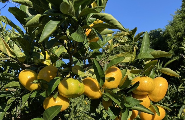 早生みかん 3kg ご家庭用 農園直送 先行予約 【11月以降順次発送予定】 愛媛 数量限定 愛媛県産 人気 柑橘 伊予市｜ A99