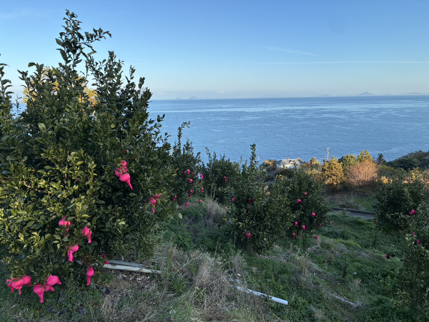 みかん 甘平 5kg Mサイズ バラ詰め 農園直送 先行予約 【2月上旬から順次発送予定】 愛媛 数量限定 愛媛県産 人気 柑橘 伊予市｜ B515