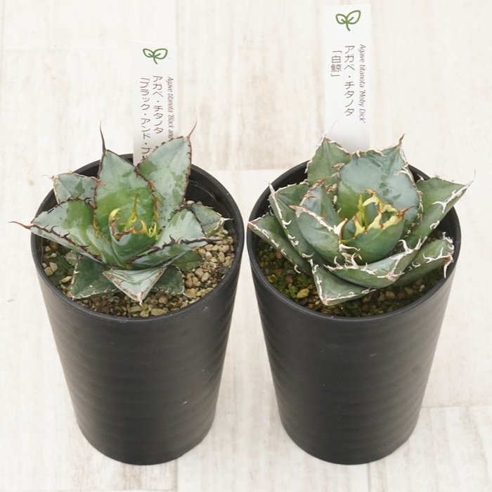 å€èæ€ç© ã€ã³ããªã¢ ã¢ã¬ã ãã¿ãã¿éå2çš® ã»ãã 3.5å·é¢ çœé¯š ãã©ãã¯ïŒãã«ãŒ ååœã¬ãŒãã³ äººæ° èŠ³èæ€ç© ã°ãªãŒã³ ãªã©ãã¯ã¹ äŒäºåžïœC134