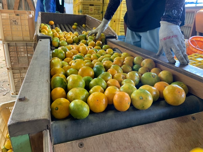 極æ©çã¿ãã 10kg ãå®¶åºç𠿥å1å· èŸ²åçŽé å
è¡äºçŽ ã9æäžæ¬ä»¥éé æ¬¡çºéã æåª æ°ééå® æåªçç£ äººæ° ææ© äŒäºåž | B227