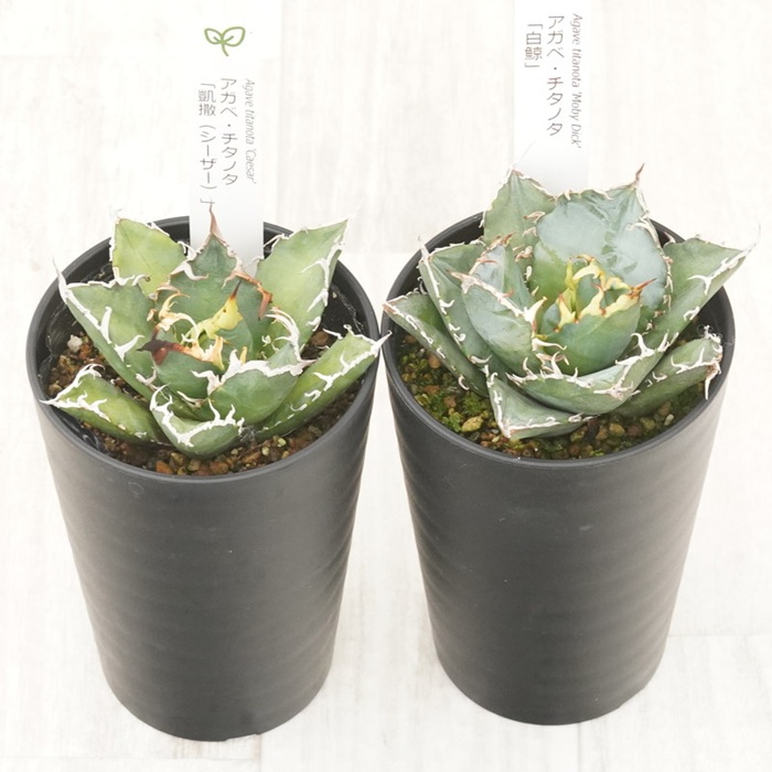 多肉植物 インテリア アガベ チタノタ銘品3種 セット 3.5号鉢 白鯨 赤猫 シーザー 四国ガーデン 人気 観葉植物 グリーン リラックス 伊予市｜D55