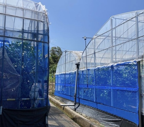 みかん 愛媛県 愛果28号 3kg 優品 レッスルファーム 紅まどんなと同一品種【2026年11月下旬から順次発送予定】先行予約 数量限定 お取り寄せ おすすめ 美味しい おいしい グルメ フルーツ くだもの 愛媛県産 人気 柑橘 伊予市｜B252