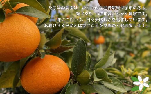 【2026年先行予約】愛果28号 3kg ご家庭用 みかん 愛媛 紅まどんなと同一品種 【2026年12月から順次発送】 先行予約 数量限定 愛媛県産 人気 柑橘 伊予市｜B246