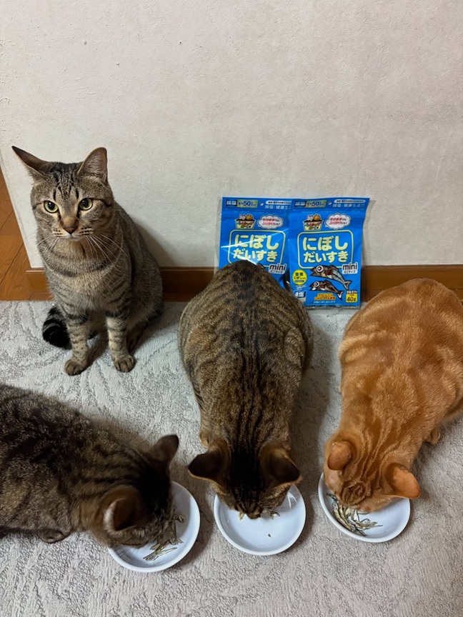 ペットフード マルトモ 減塩にぼしだいすきミニ 40g×15個セット おやつ にぼし 減塩 犬 猫 国産 国内加工 保存料 着色料 不使用 伊予市｜C154