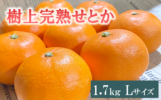 せとか Lサイズ 9玉（約1.7kg）みかんのおと みかん 愛媛 先行予約 【2025年3月発送】 数量限定 愛媛県産 人気 柑橘 伊予市｜B335