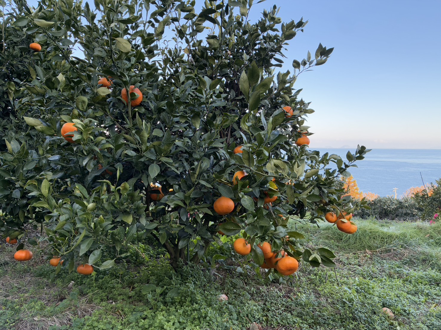 みかん 甘平 5kg Mサイズ バラ詰め 農園直送 先行予約 【2月上旬から順次発送予定】 愛媛 数量限定 愛媛県産 人気 柑橘 伊予市｜ B515