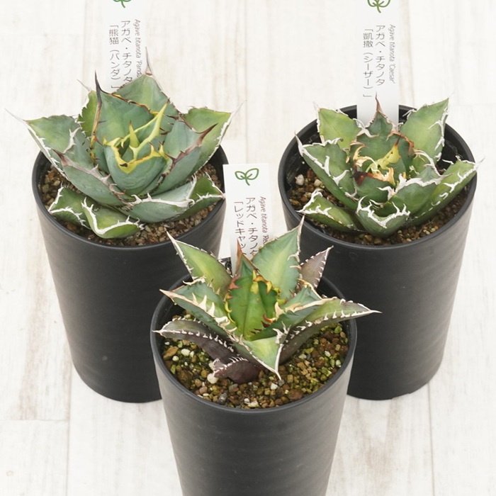 å€èæ€ç© ã€ã³ããªã¢ ã¢ã¬ã ãã¿ãã¿éå3çš® ã»ãã 3.5å·é¢ èµ€ç« ã·ãŒã¶ãŒ ãã³ã ååœã¬ãŒãã³ äººæ° èŠ³èæ€ç© ã°ãªãŒã³ ãªã©ãã¯ã¹ äŒäºåžïœD56