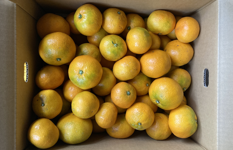 早生みかん 3kg ご家庭用 農園直送 先行予約 【11月以降順次発送予定】 愛媛 数量限定 愛媛県産 人気 柑橘 伊予市｜ A99