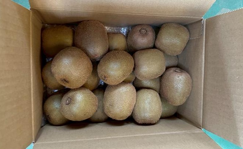 【2026年先行予約】キウイ バラ詰め 2kg 贈答用  農園直送 先行予約【10月中旬から順次発送予定】 キウイフルーツ 愛媛 数量限定 伊予市｜A125