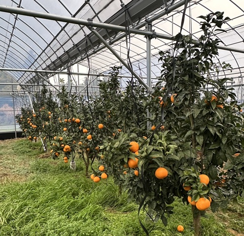 みかん 愛果48号 5kg Mサイズ バラ詰め 紅プリンセスと同一品種 農園直送 先行予約 【3月上旬から順次発送予定】 愛媛 数量限定 愛媛県産 人気 柑橘 伊予市｜ B513