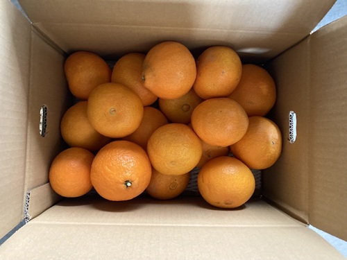 ææ28å· 5kg ãå®¶åºçš èš³ãã ã¬ãã¹ã«ãã¡ãŒã ã¿ãã çŽ
ãŸã©ããªãšåäžåçš® æåªã2026幎11æäžæ¬ããé æ¬¡çºéäºå®ãå
è¡äºçŽ æ°ééå® ãããã çŸå³ãã ãããã ã°ã«ã¡ ãã«ãŒã ãã ãã® æåªçç£ äººæ° ææ© äŒäºåžïœB251