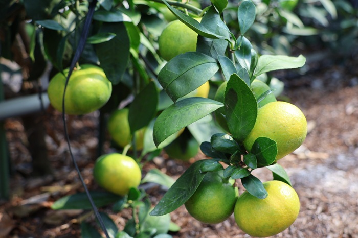 ã¿ãã æåª ã°ãªãŒã³ããŠã¹ã¿ãã æž©å®€ã¿ãã 2kg ã8æäžæ¬ããé æ¬¡çºéã å€ æ°ééå® ææ© ãã«ãŒã äŒäºåžïœB441