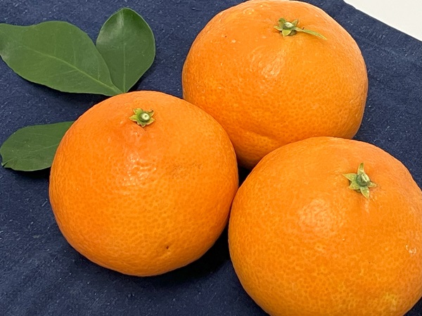 ã2026幎å
è¡äºçŽãææ28å· 2kg ã¿ãã çŽ
ãŸã©ããªãšåäžåçš® 蟲åçŽé ã12æäžæ¬ããé æ¬¡çºéäºå®ã æåª æ°ééå® æåªçç£ äººæ° ææ© äŒäºåžïœB333