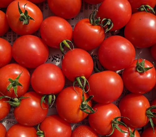 ミニトマト 160g〜180g×10袋 カラートマト 【2025年12月上旬から順次発送予定】 食べくらべ 農園直送 完熟 愛媛 人気 伊予市｜B81