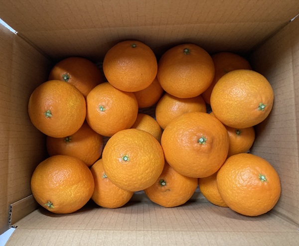 訳あり 愛果28号 5kg サイズミックス 【2026年12月中旬から順次発送予定】 紅まどんなと同一品種 みかん 愛媛 数量限定 先行予約 柑橘 伊予市｜B220