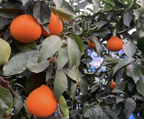 愛果28号 5kg ご家庭用 訳あり レッスルファーム みかん 紅まどんなと同一品種 愛媛【2026年11月下旬から順次発送予定】先行予約 数量限定 おすすめ 美味しい おいしい グルメ フルーツ くだもの 愛媛県産 人気 柑橘 伊予市｜B251