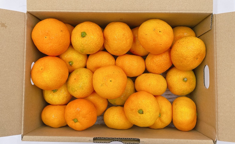 ハウスみかん ご家庭用 2kg 【7月下旬から順次発送予定】 みかん 人気 数量限定 柑橘 愛媛 伊予市｜B547
