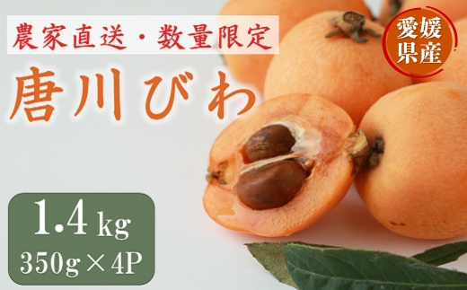 びわ 唐川びわ 約1.4kg（350g×4パック）L〜3Lサイズ｜B126