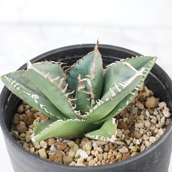 ã¢ã¬ãã»ãã¿ãã¿ ãåã¢ããªã«ãã€ã€ã¢ã³ãã 3.5å·é¢ æ°ééå® ååœã¬ãŒãã³ äººæ° å€èæ€ç© ååœã¬ãŒãã³ äººæ° èŠ³èæ€ç© ã°ãªãŒã³ ãªã©ãã¯ã¹ ïœD49