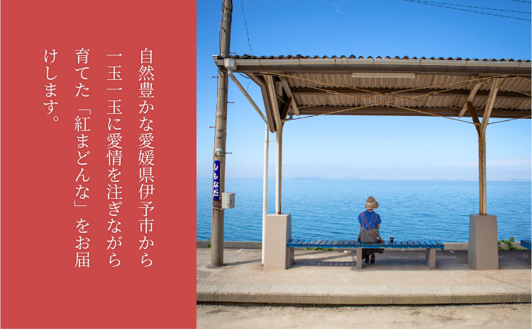 【間もなく終了】紅まどんな 1.5kg (5～13個) ご家庭用 愛媛みかん 愛果28号 紅マドンナ まどんな マドンナ みかん ミカン 蜜柑 果物 くだもの フルーツ 柑橘 かんきつ 柑橘類 愛媛果試第28号 あいか おすすめ 人気 お取り寄せ 国産 愛媛 伊予市【数量限定】＜2025年12月発送＞｜B249