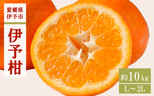 みかん 愛媛 伊予柑 L〜2Lサイズ（約10kg）【2026年1月中旬から順次発送予定】 人気 数量限定 柑橘 伊予市｜B161