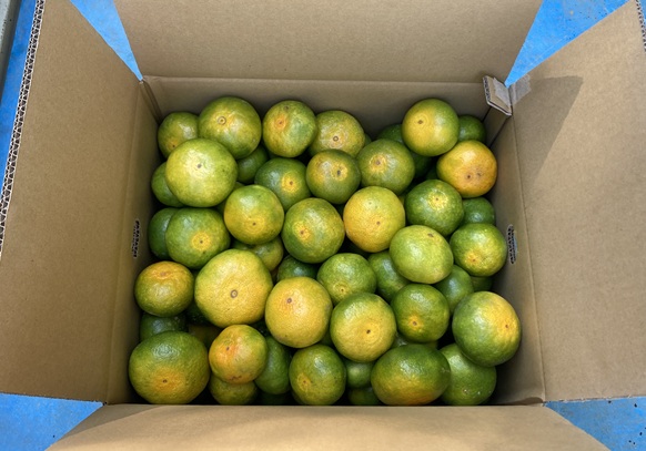 極æ©çã¿ãã 10kg ãå®¶åºç𠿥å1å· èŸ²åçŽé å
è¡äºçŽ ã9æäžæ¬ä»¥éé æ¬¡çºéã æåª æ°ééå® æåªçç£ äººæ° ææ© äŒäºåž | B227