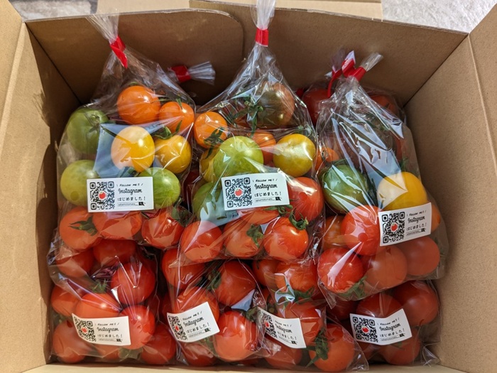 ミニトマト 160g〜180g×10袋 カラートマト 【2025年12月上旬から順次発送予定】 食べくらべ 農園直送 完熟 愛媛 人気 伊予市｜B81