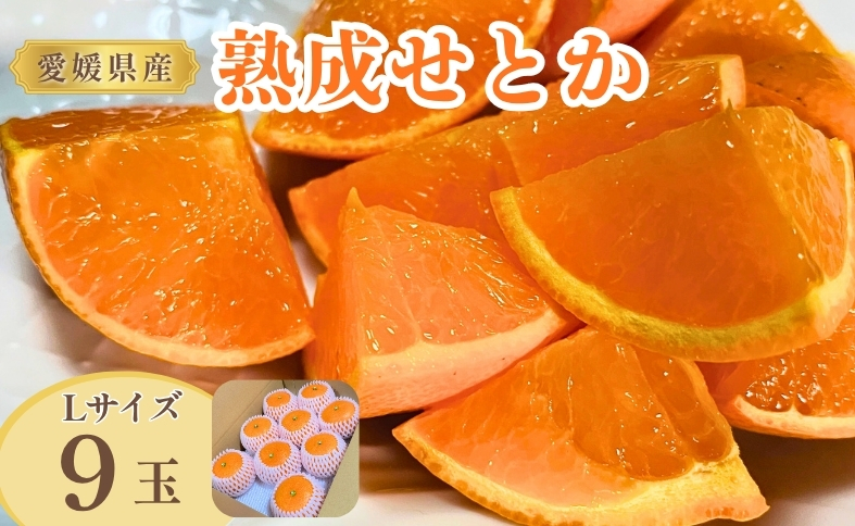 せとか Lサイズ 9玉（約1.7kg）みかんのおと みかん 愛媛 先行予約 【2026年4月以降発送】 数量限定 愛媛県産 人気 柑橘 伊予市｜B335
